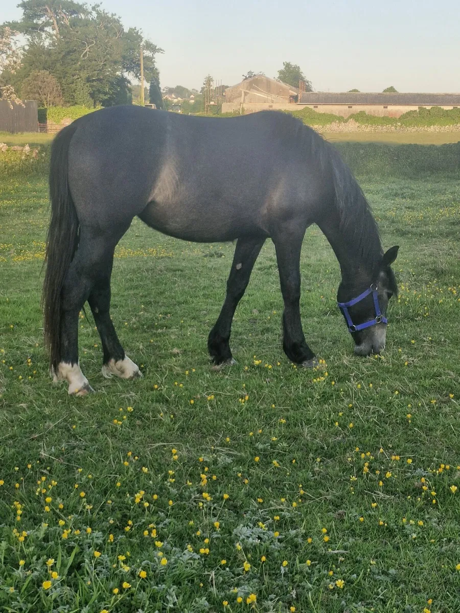 Connemara X Draught - Image 3