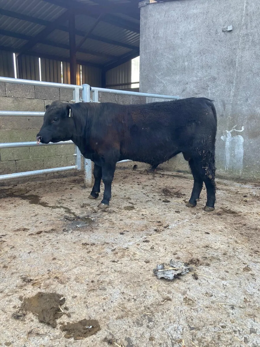 Cattle - Image 2