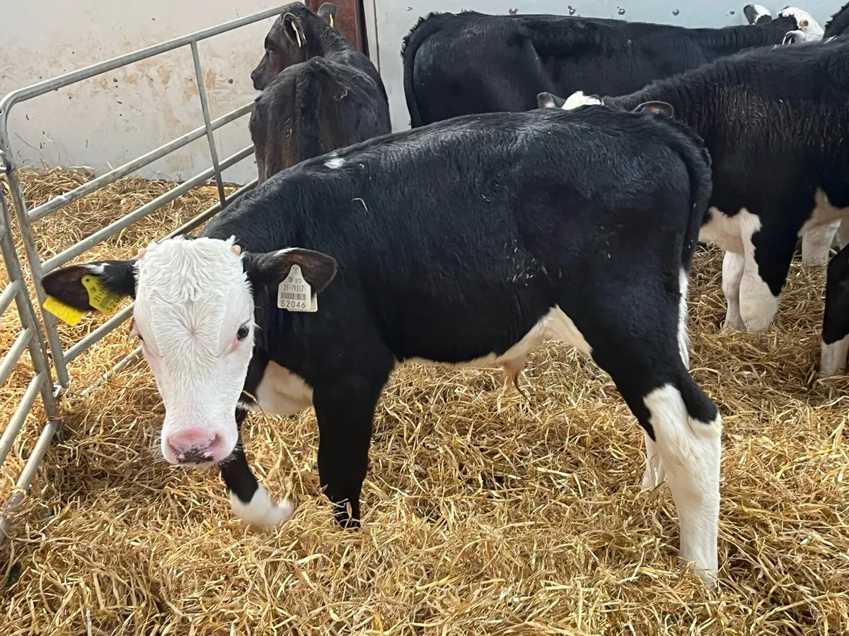 8 Fully Reared 3/4 Month Old Bull Calves - Image 2