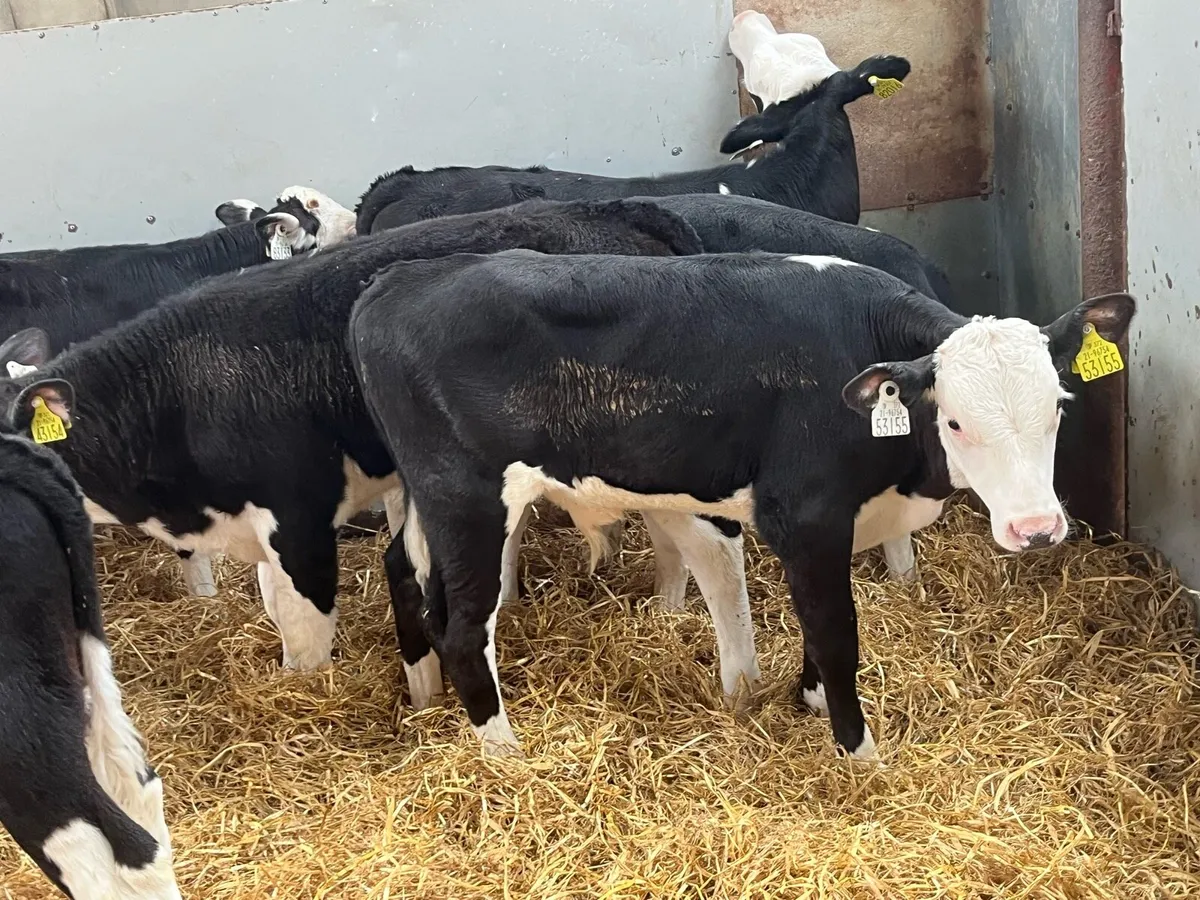 8 Fully Reared 3/4 Month Old Bull Calves - Image 3