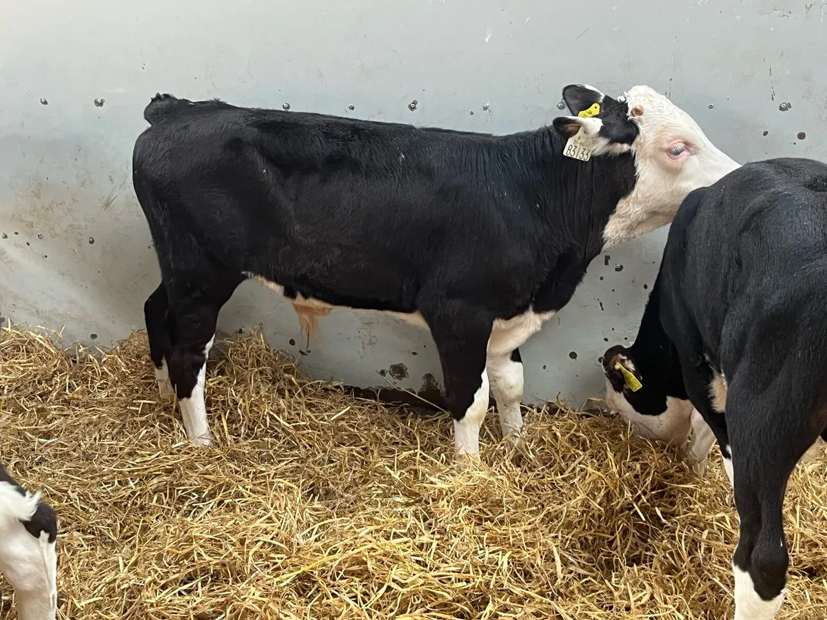 8 Fully Reared 3/4 Month Old Bull Calves - Image 4