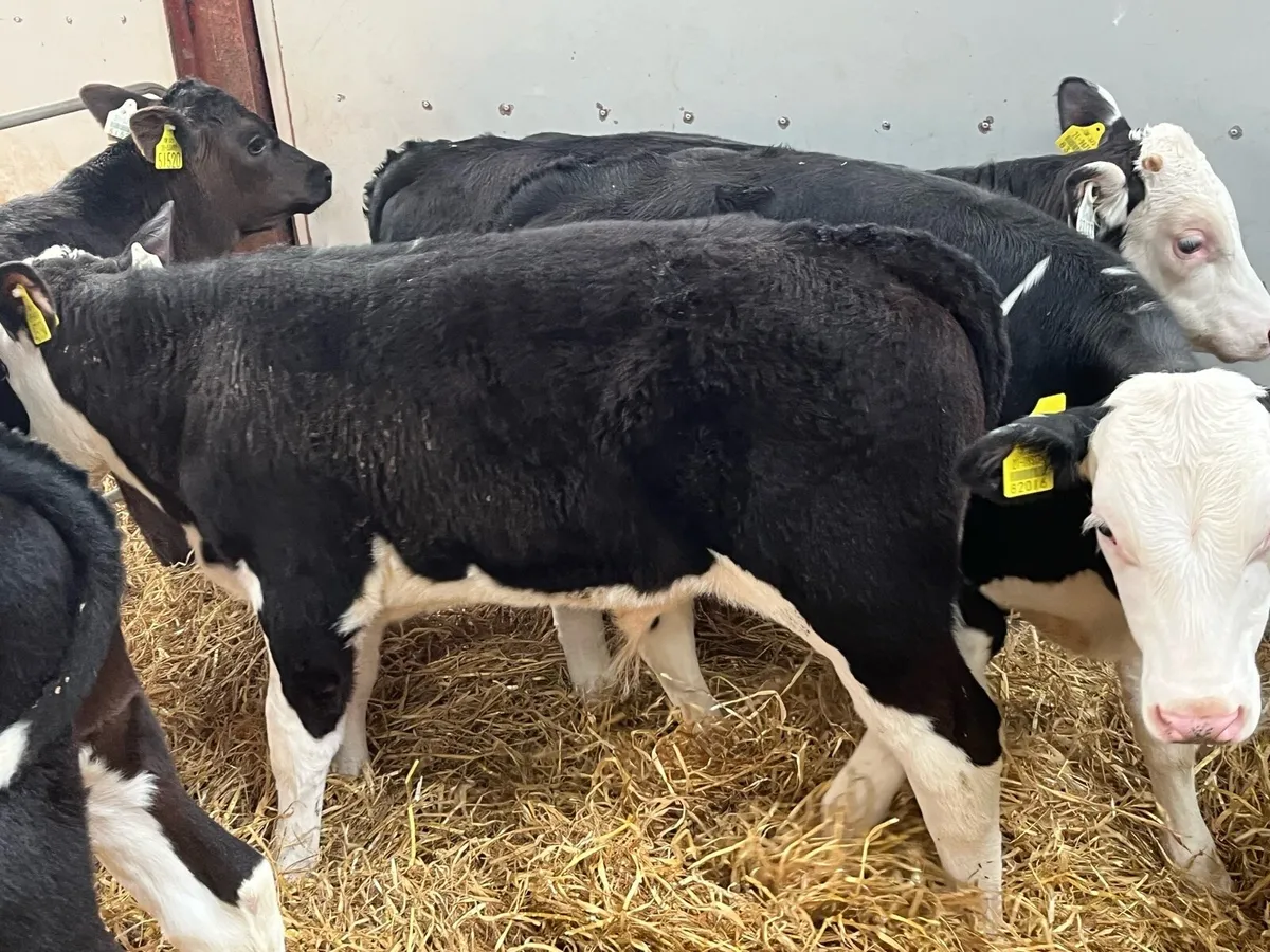 8 Fully Reared 3/4 Month Old Bull Calves - Image 1