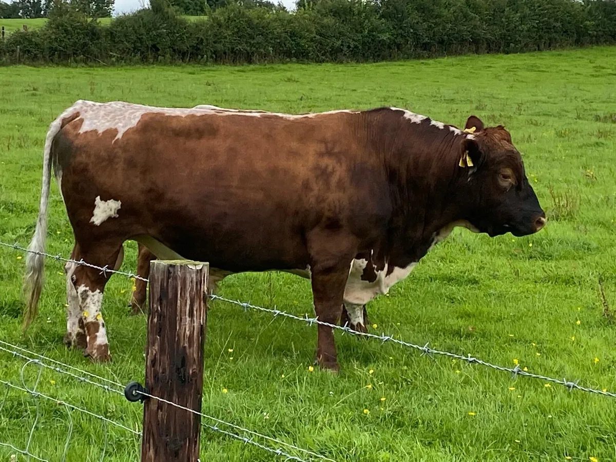 Irish Moiled Bull - Image 1