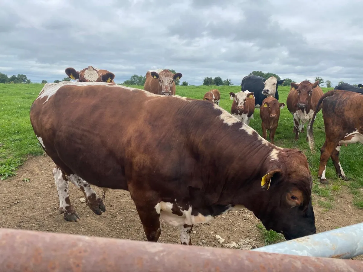 Irish Moiled Bull - Image 2