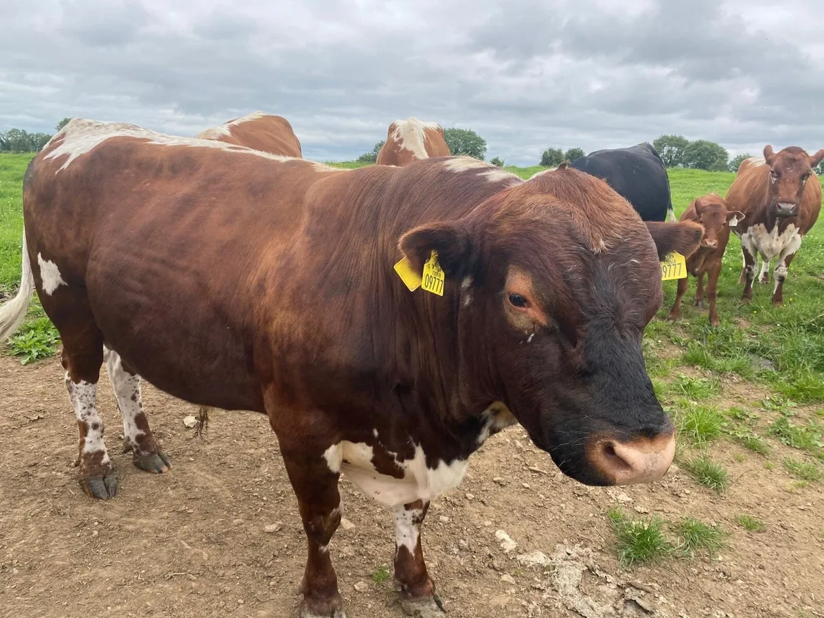 Irish Moiled Bull - Image 3