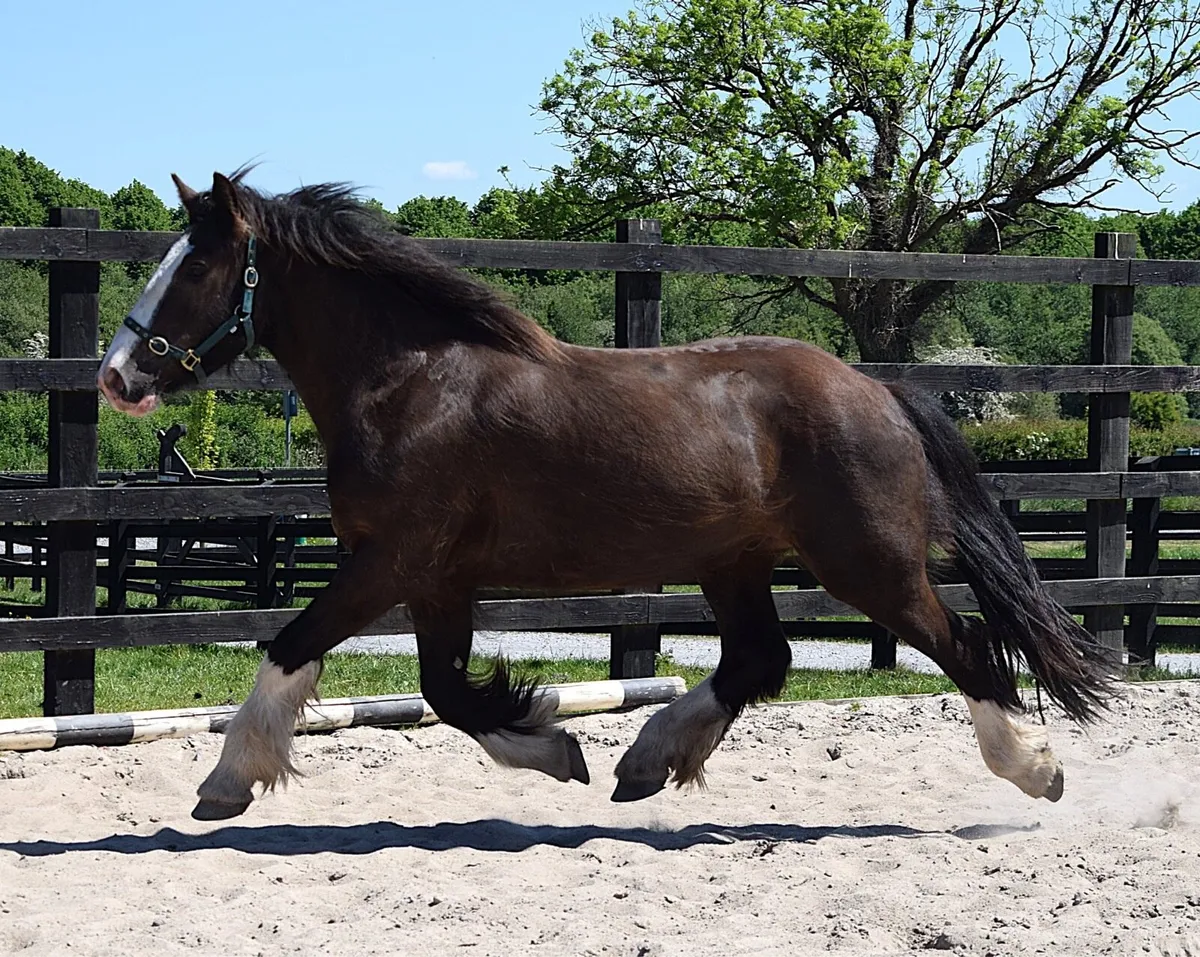 COB - 3yo - 15.2 black cob gelding - Image 2