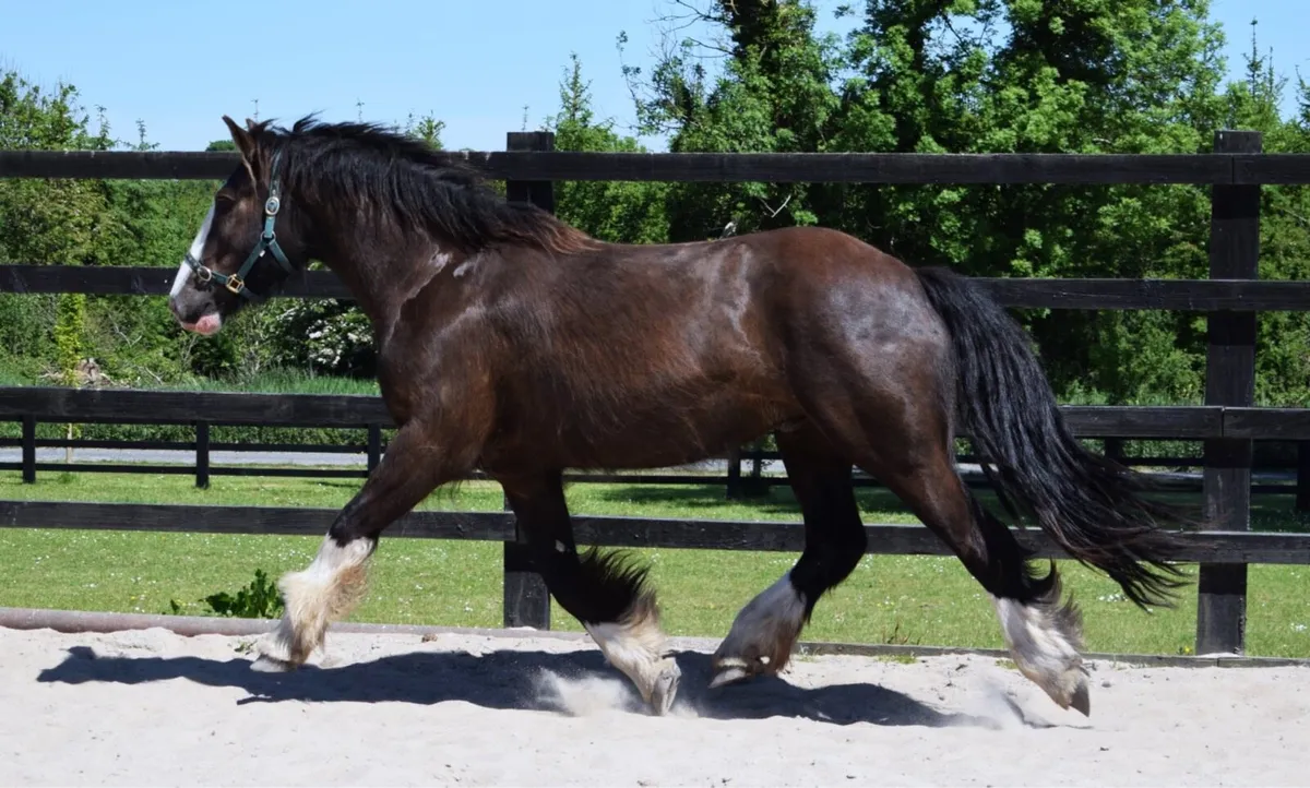 COB - 3yo - 15.2 black cob gelding - Image 3