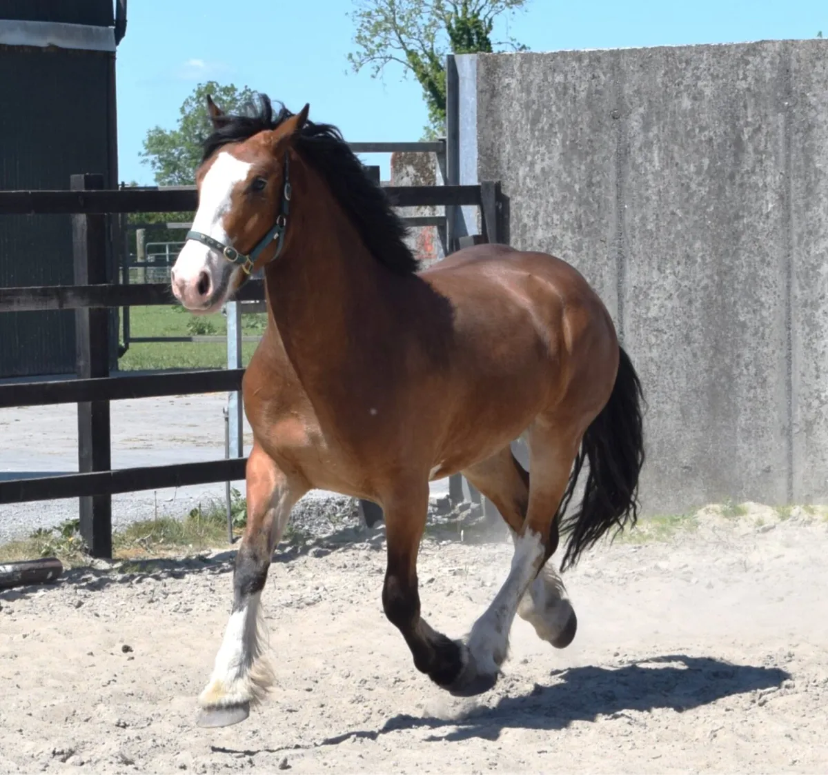 COB - 3yo - 159cm bay cob gelding - Image 3