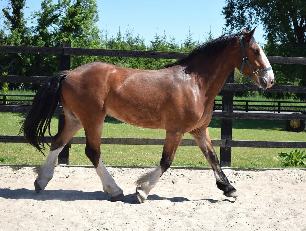 COB - 3yo - 159cm bay cob gelding - Image 4