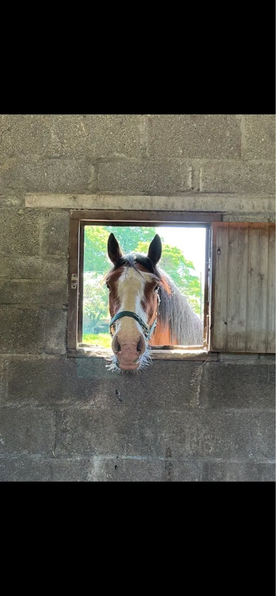 COB - 3yo - 159cm bay cob gelding - Image 1