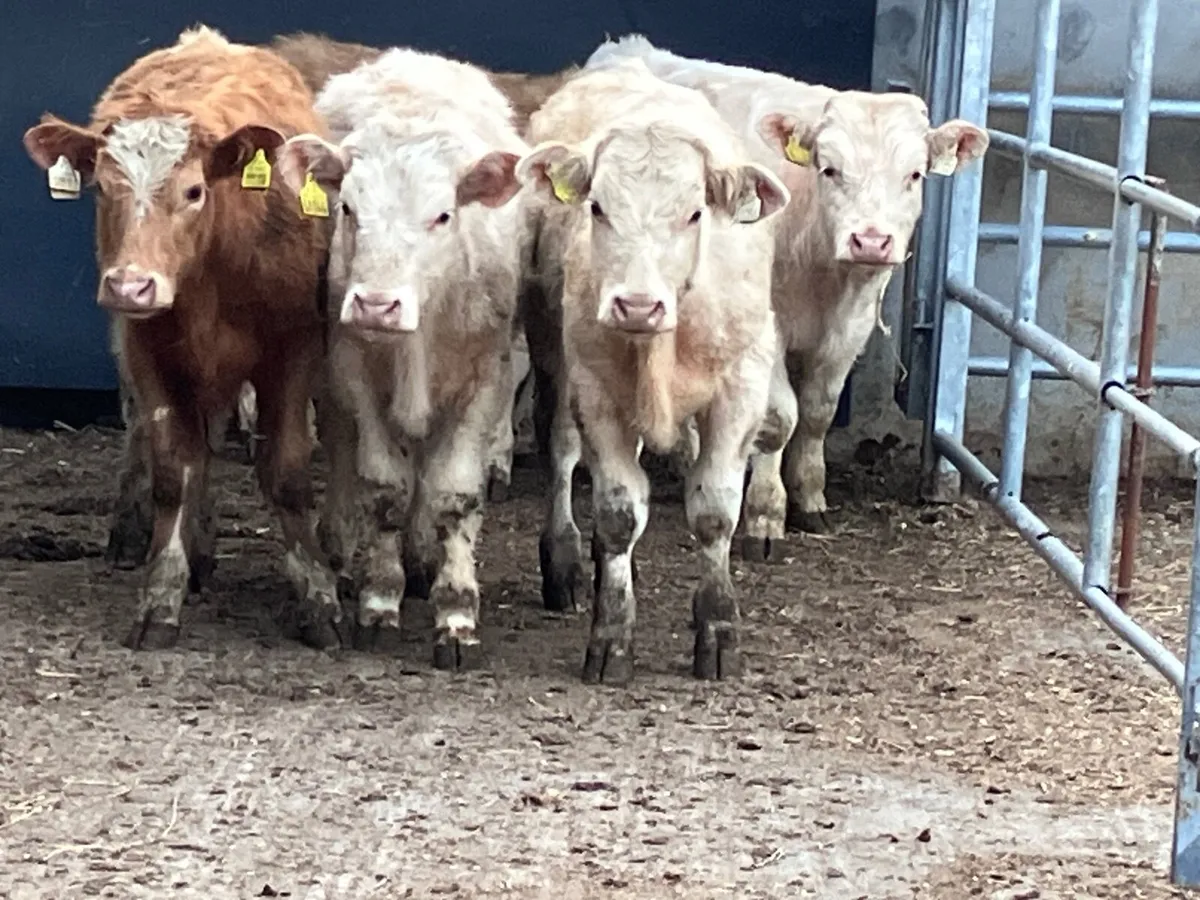 7 Charlaois bullocks for sale - Image 1