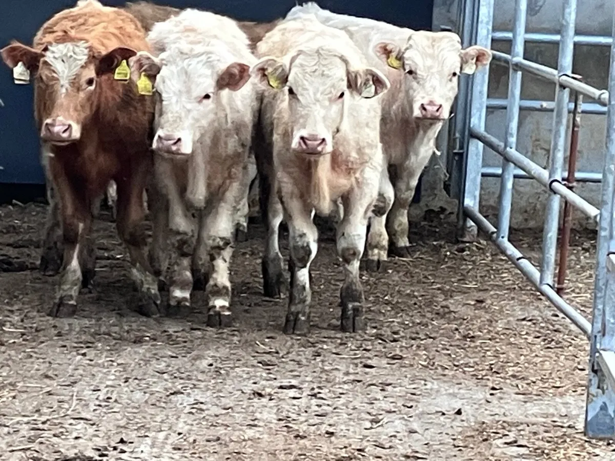 7 Charlaois bullocks for sale - Image 2