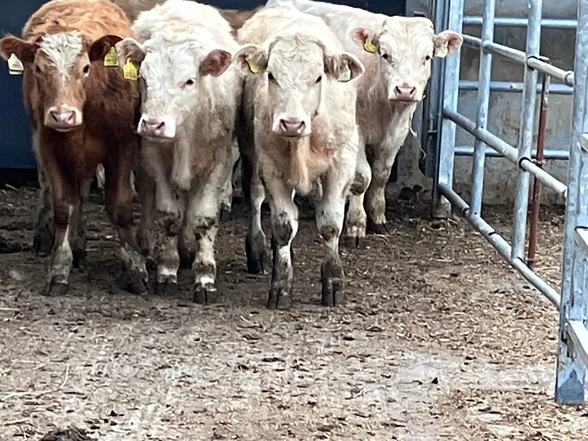 7 Charlaois bullocks for sale - Image 3