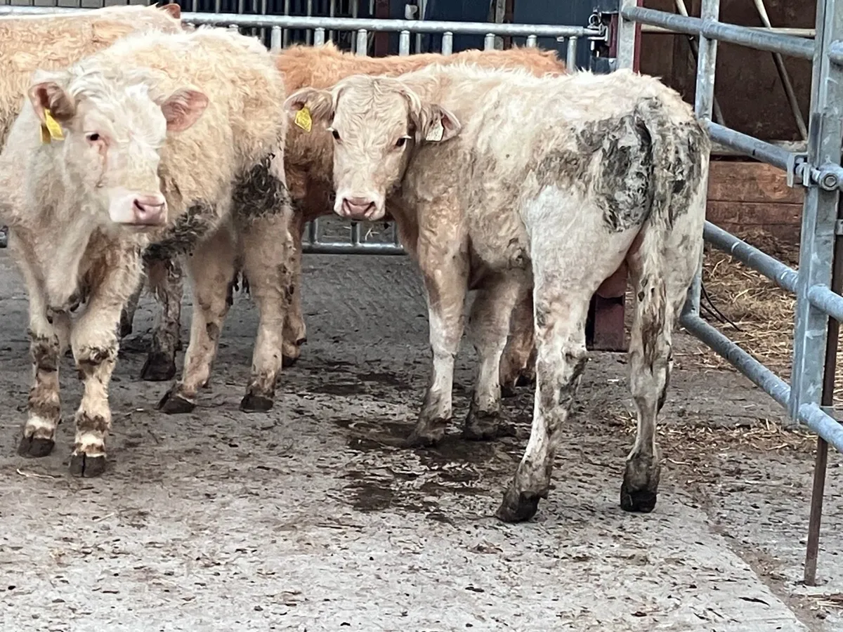7 Charlaois bullocks for sale - Image 4