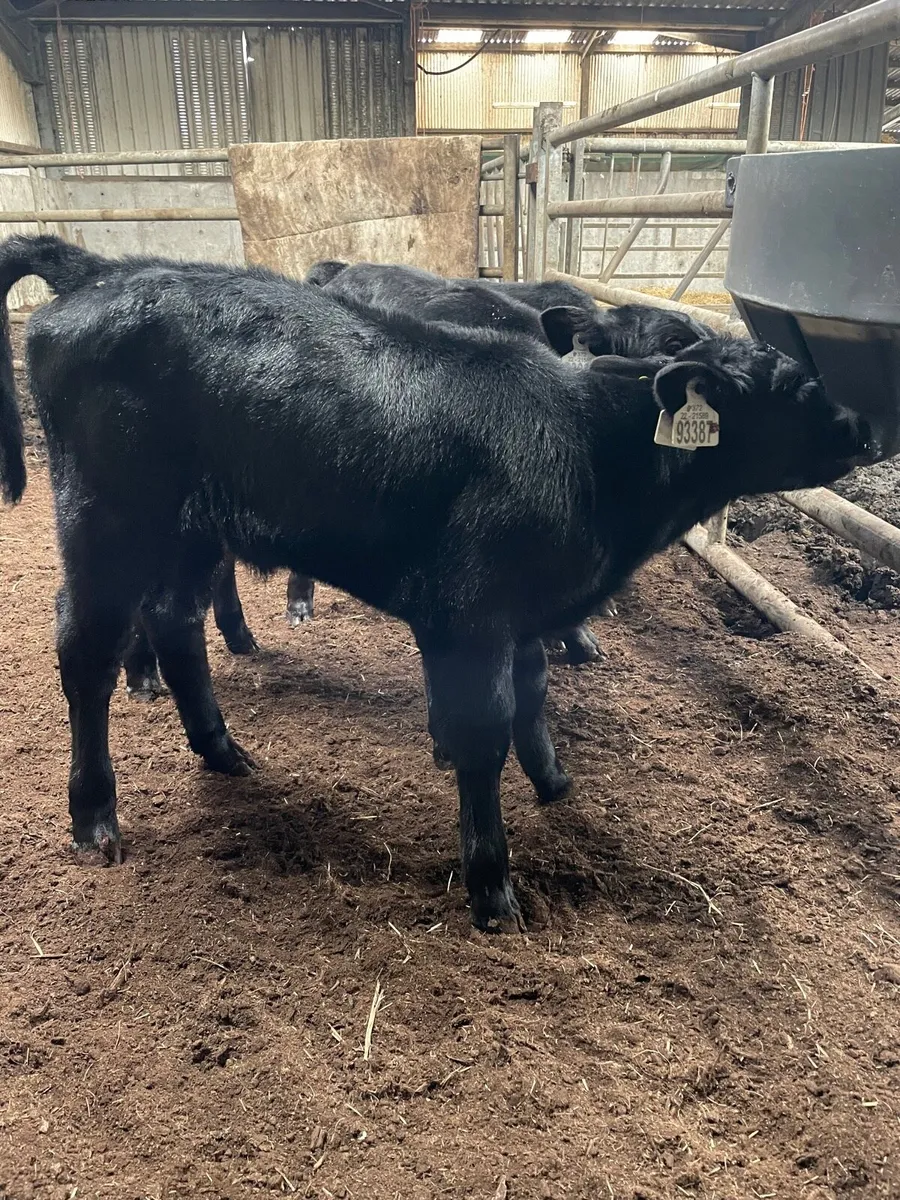 Angus Calves - Image 2