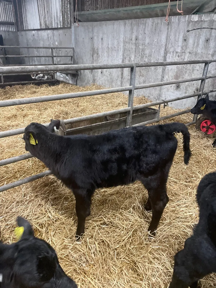 Angus Calves - Image 3