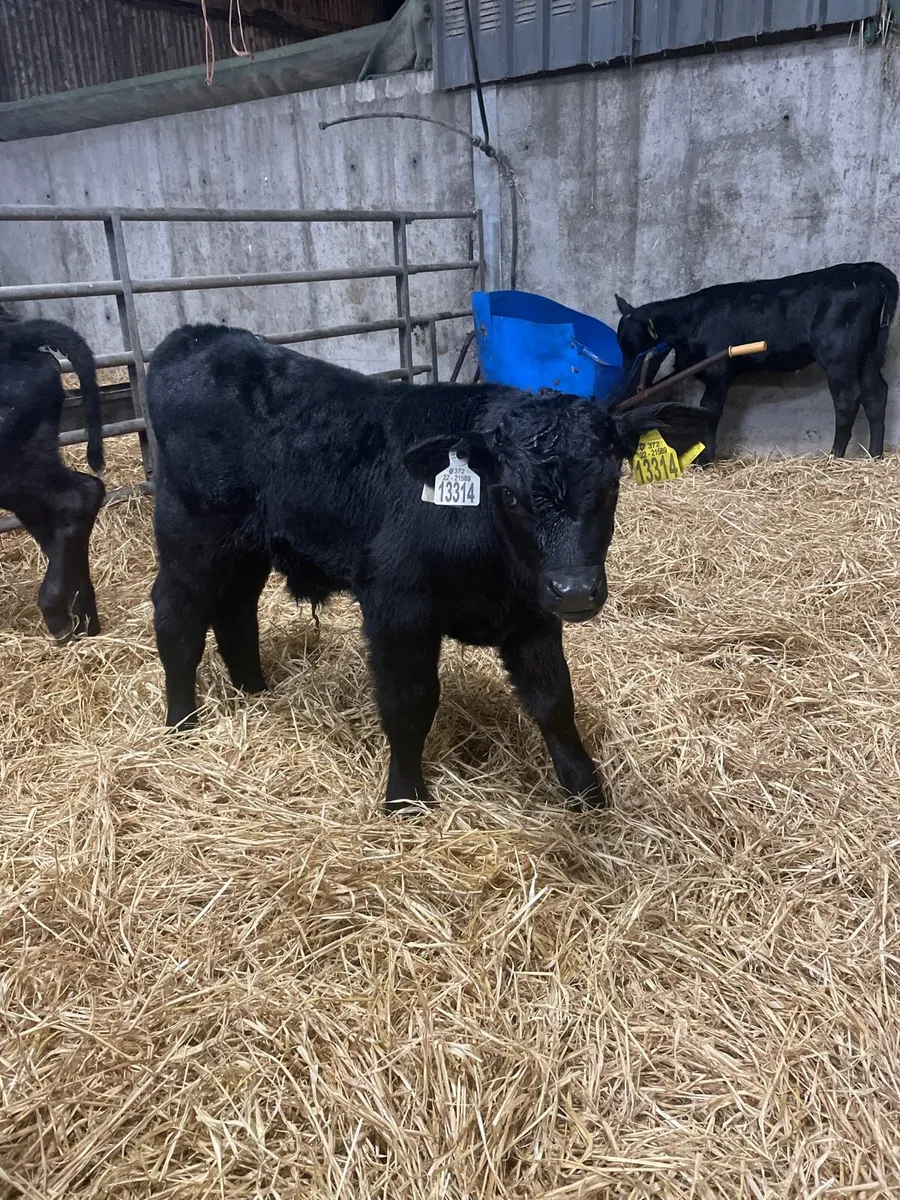 Angus Calves - Image 4