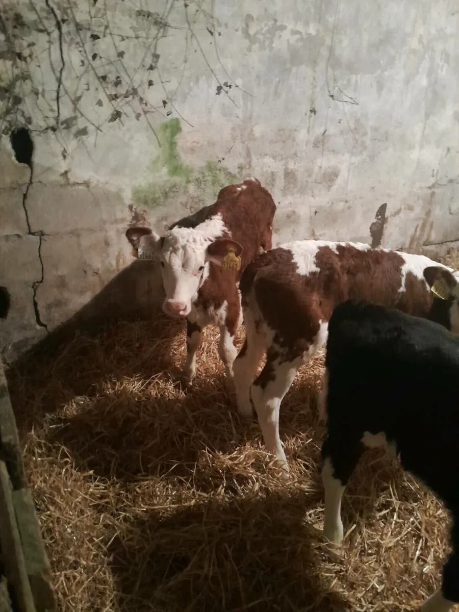 For sale six heifer calves - Image 1