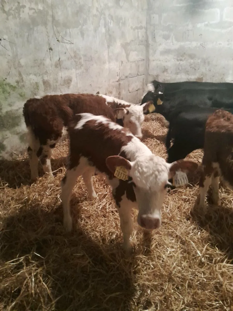 For sale six heifer calves - Image 3