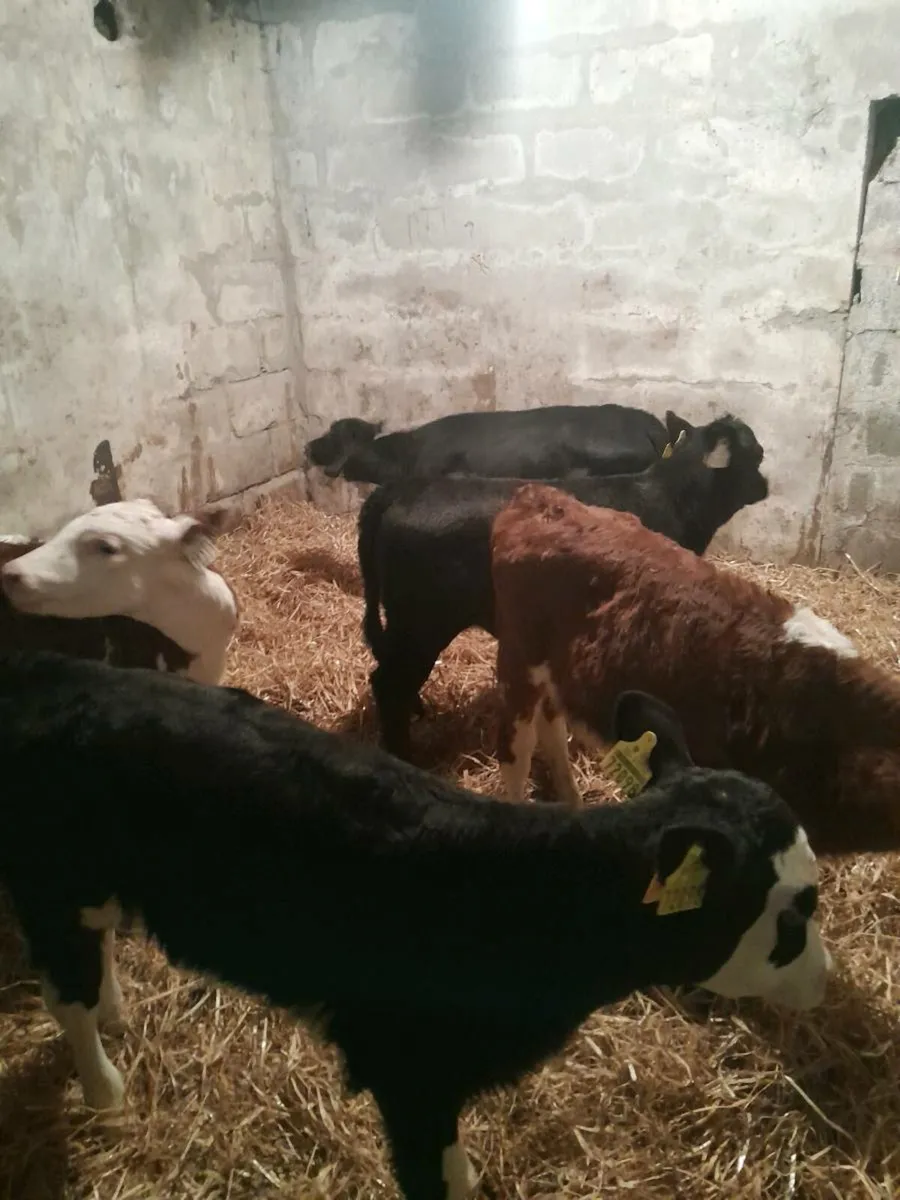 For sale six heifer calves - Image 4