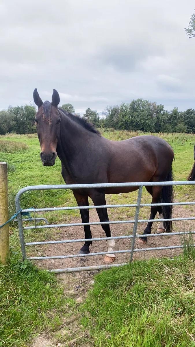 ISH GELDING - Image 1