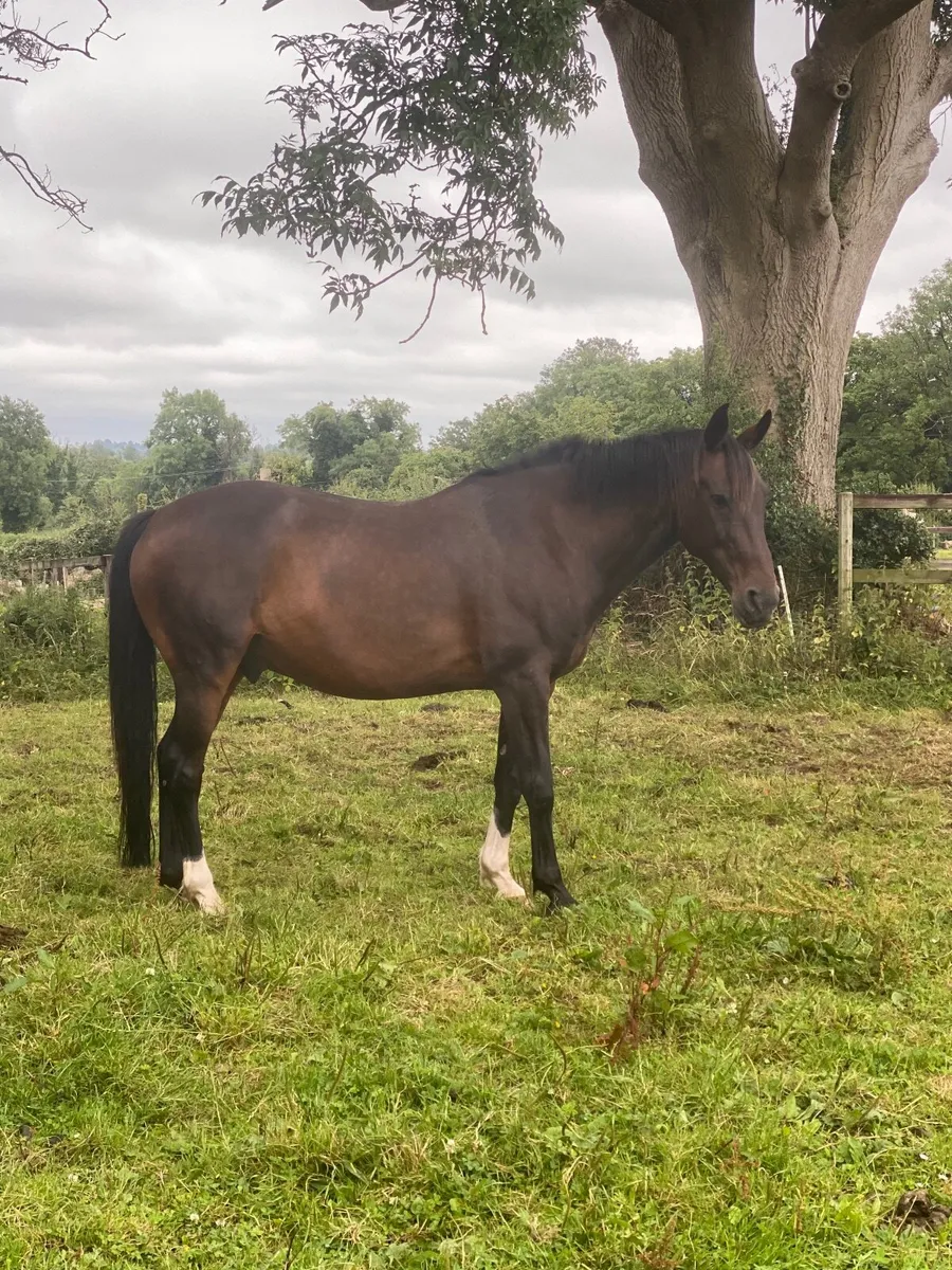 ISH GELDING - Image 2