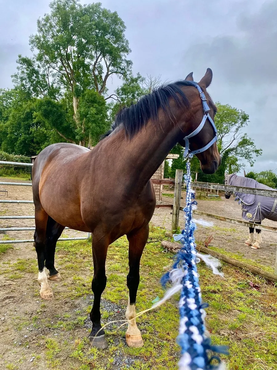 ISH GELDING - Image 3
