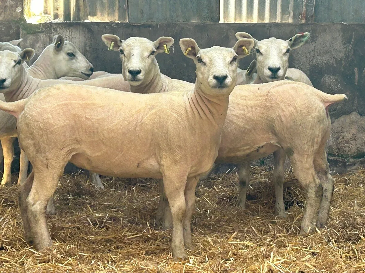 Ewe hoggets - Image 1