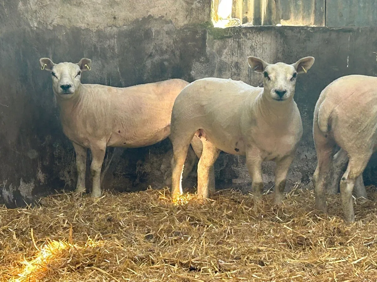 Ewe hoggets - Image 2