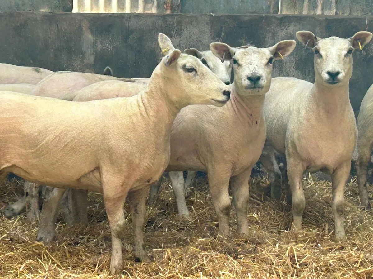 Ewe hoggets - Image 3
