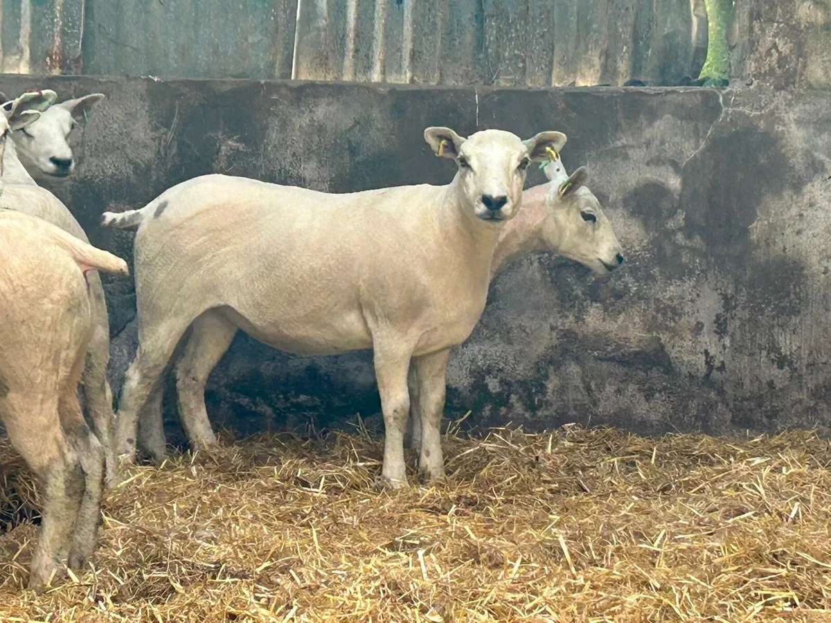 Ewe hoggets - Image 4