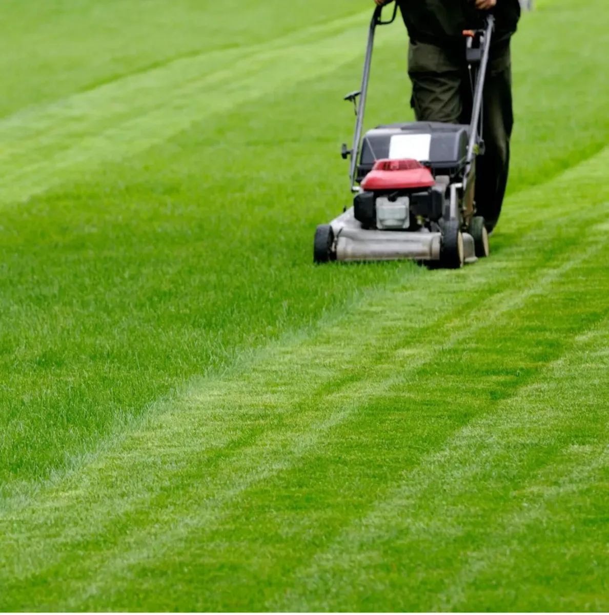 Grass cutting/strimming/hedge cutting - Image 1