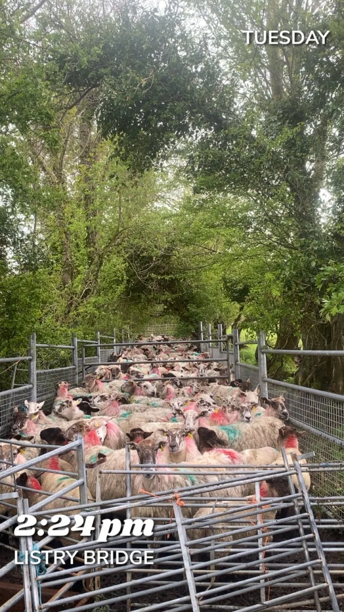 Sheep shearing - Image 3