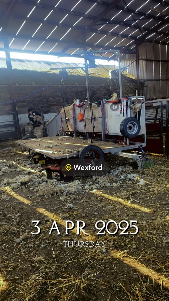 Sheep shearing - Image 4