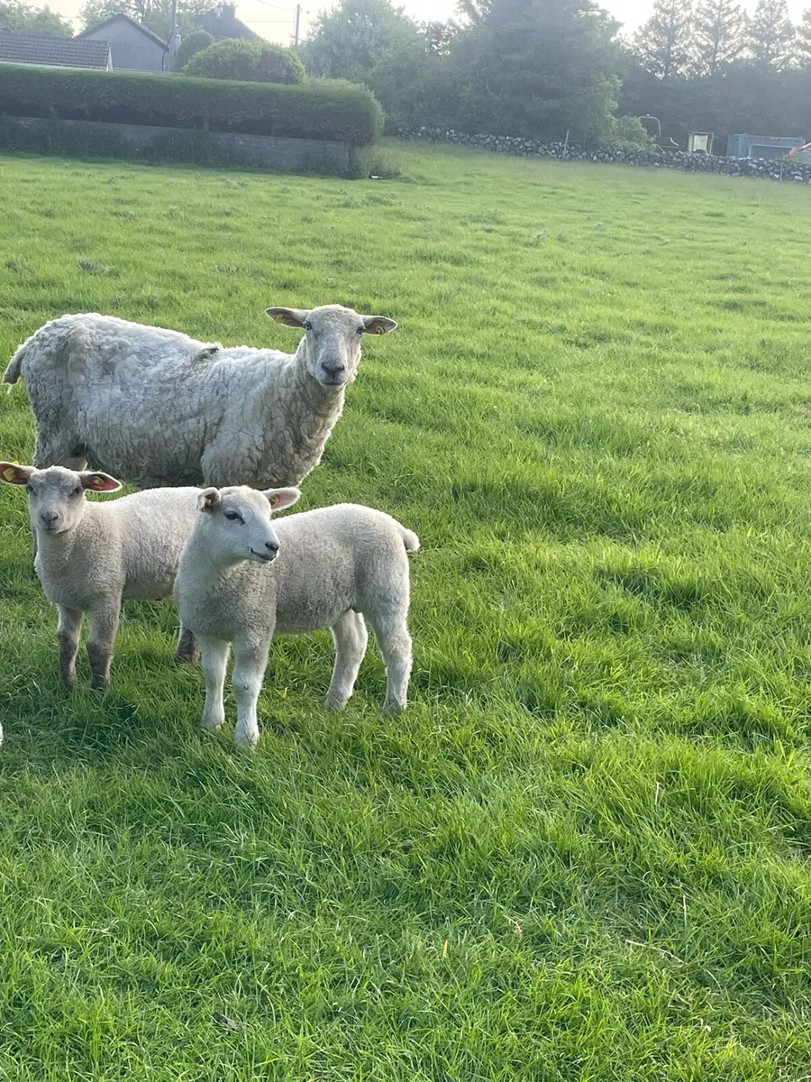 Ewes with lambs at foot - Image 1