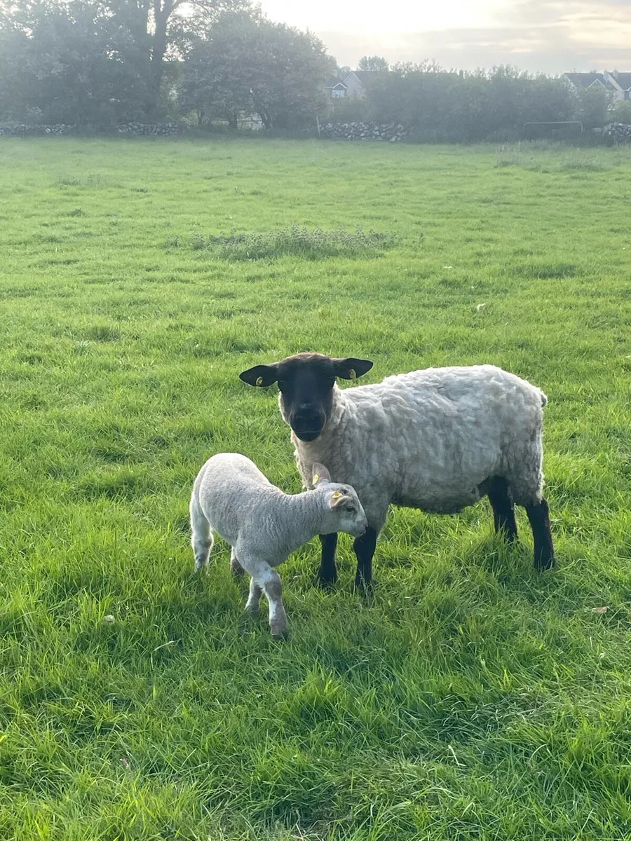 Ewes with lambs at foot - Image 2