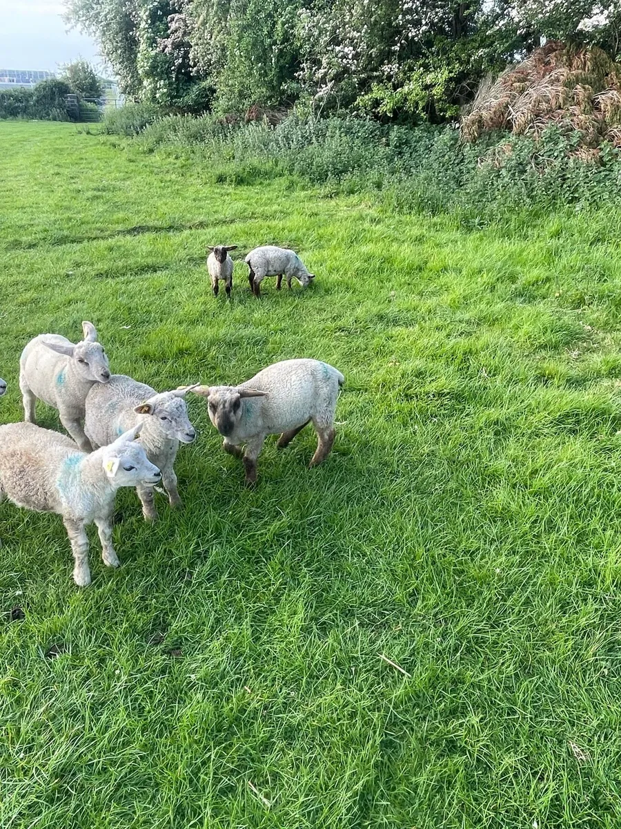 Ewes with lambs at foot - Image 3