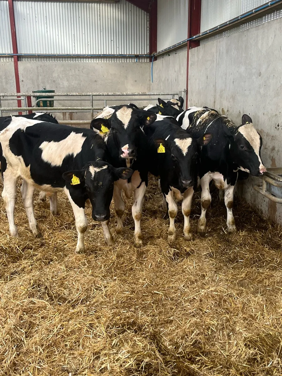 9 Proper British Friesian Bulls - Image 1