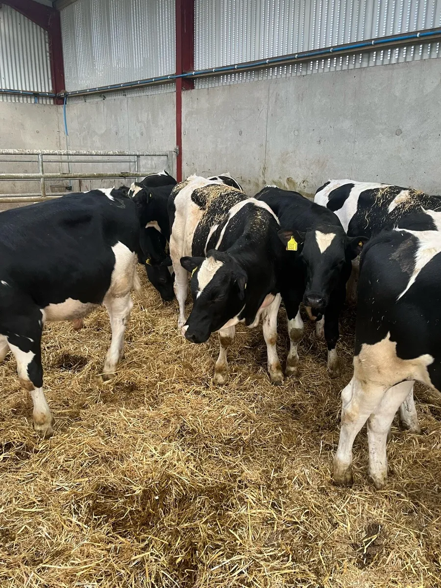 9 Proper British Friesian Bulls - Image 2