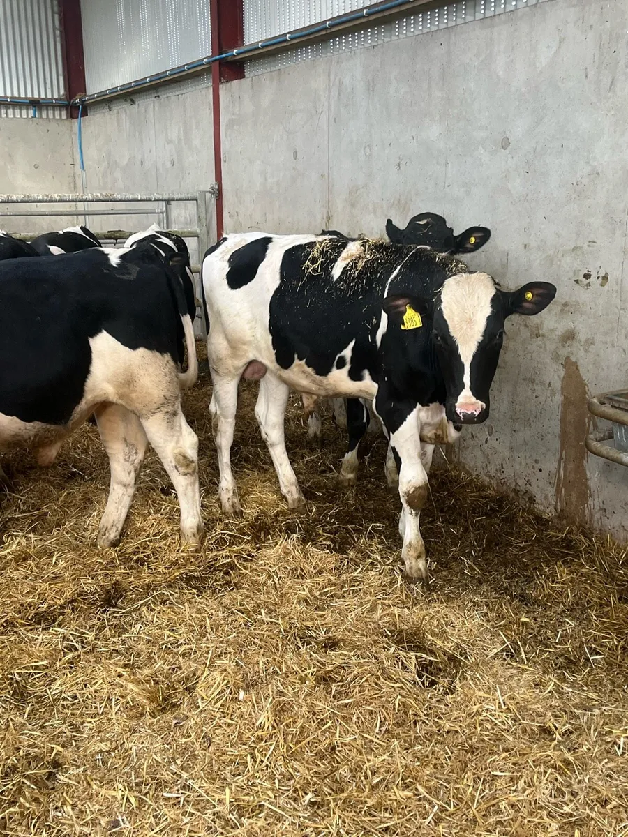 9 Proper British Friesian Bulls - Image 3