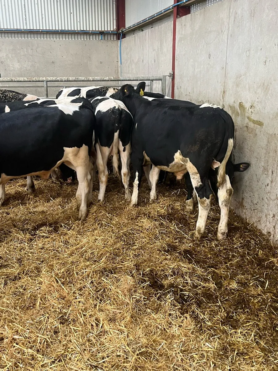 9 Proper British Friesian Bulls - Image 4