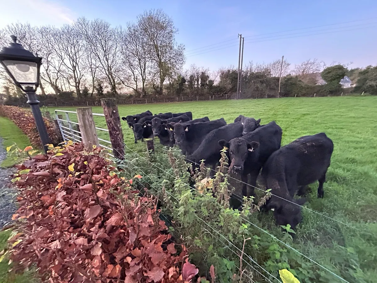 Livestock Wanted - Image 3