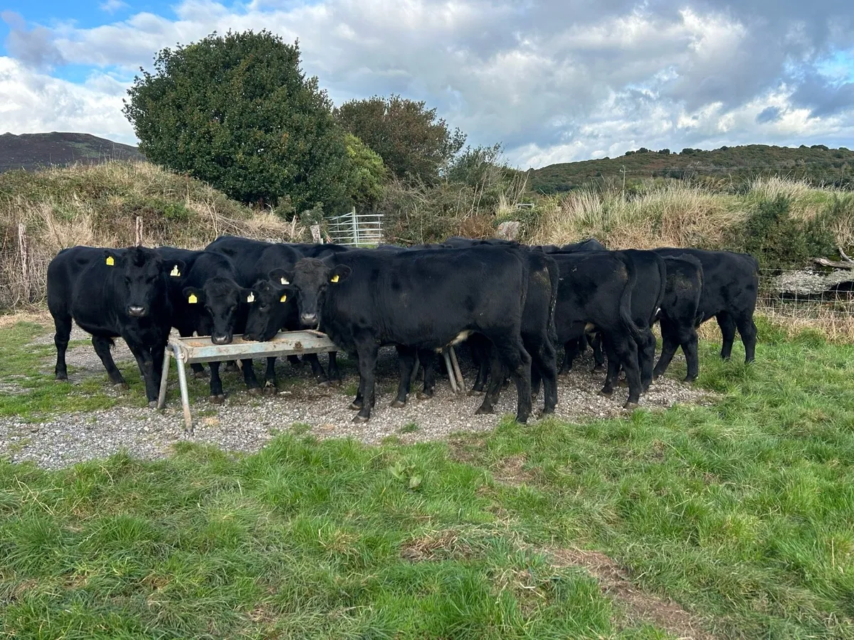 Livestock Wanted - Image 2