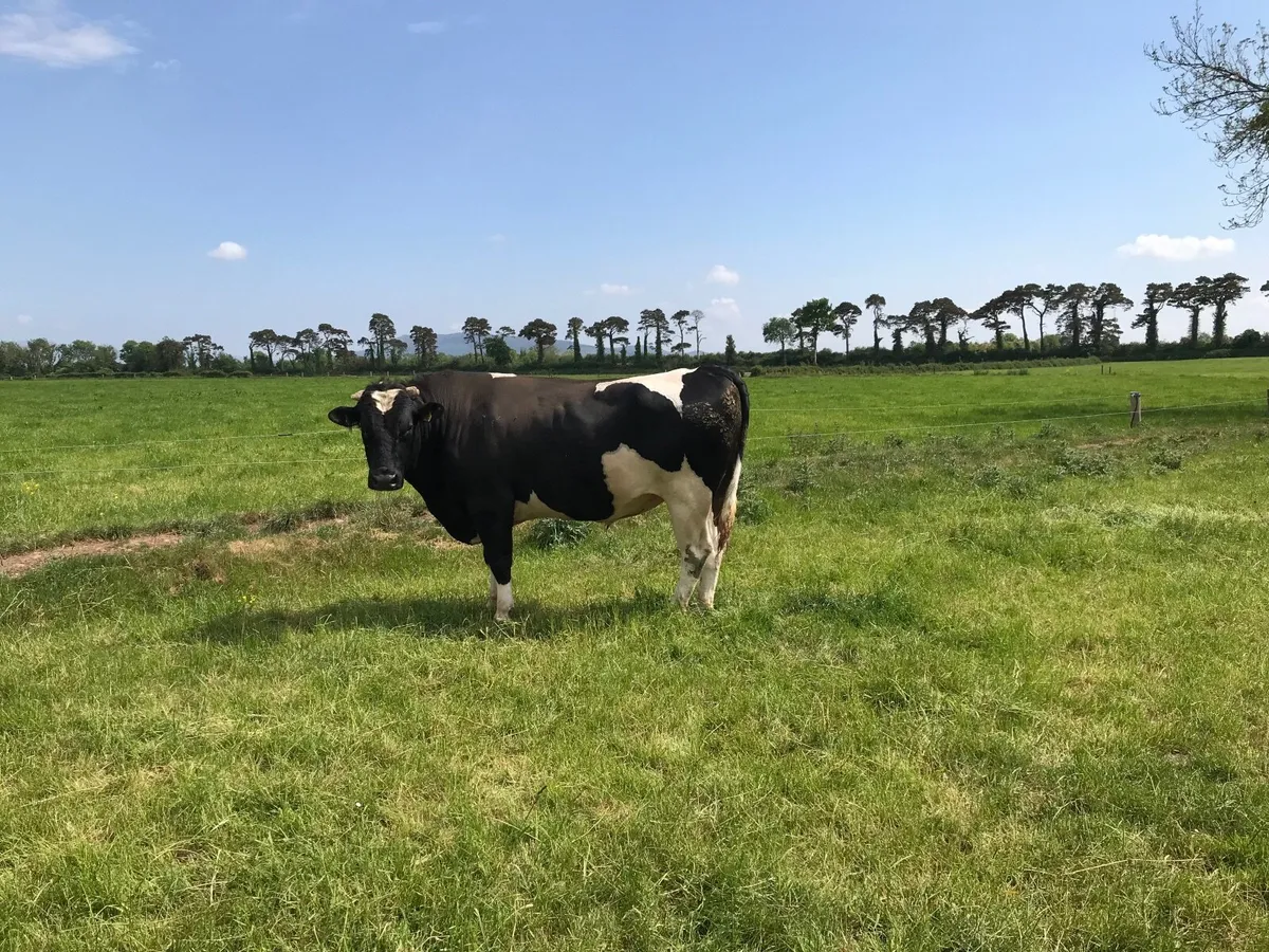 Friesian bulls - Image 2
