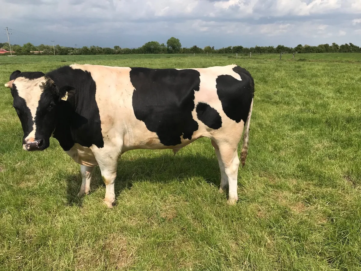 Friesian bulls - Image 1