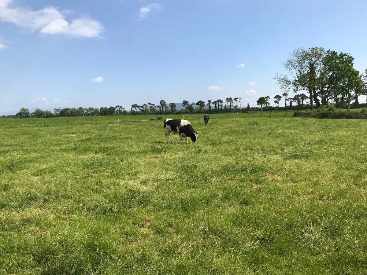Friesian bulls - Image 3