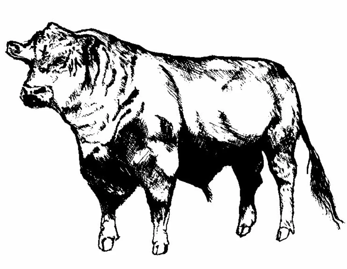 BULL SALE