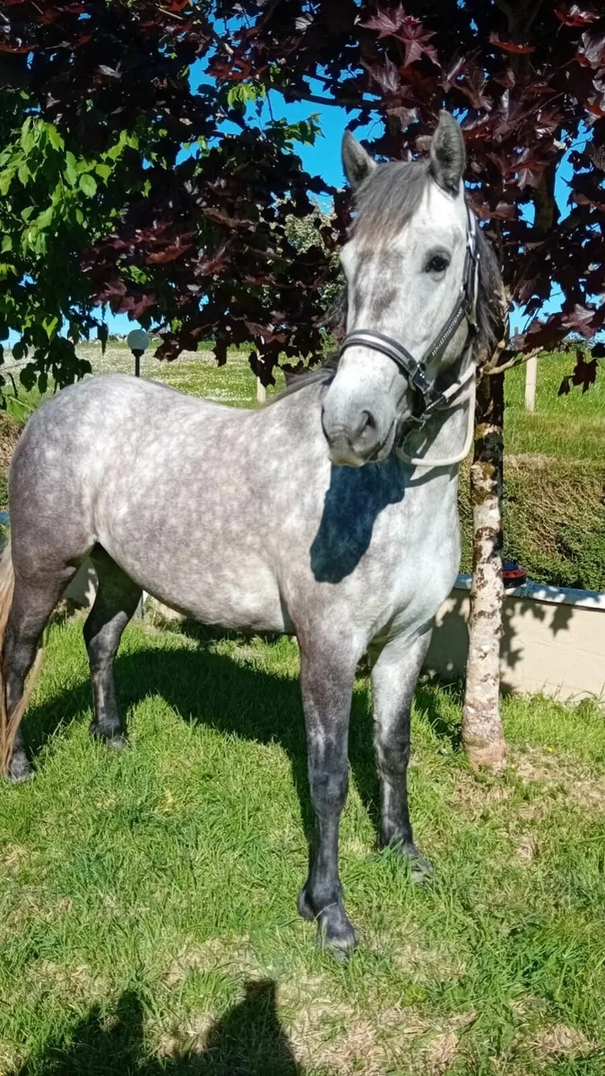 Connemara Pony - Image 1