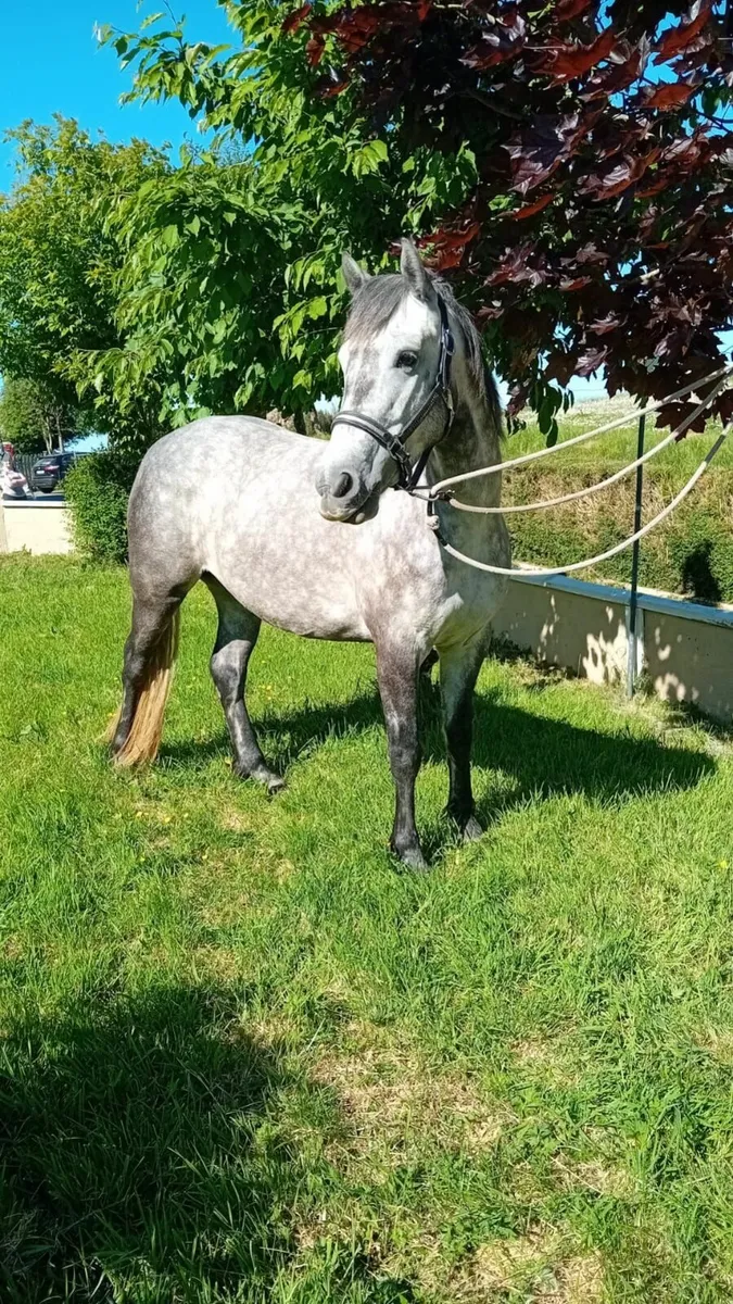 Connemara Pony - Image 2