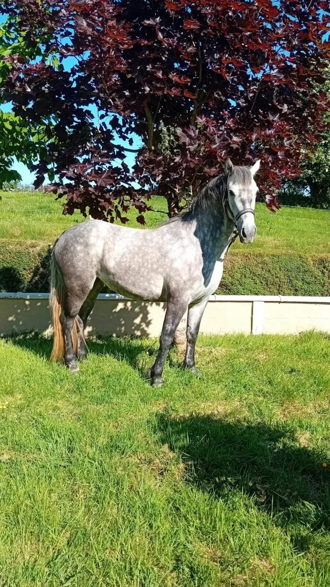 Connemara Pony - Image 3